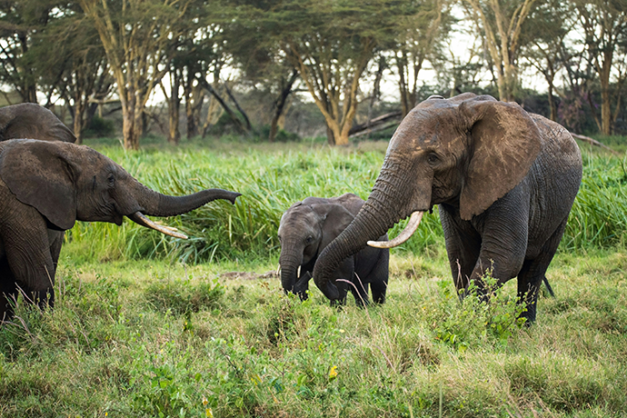 1.20.2  🐘 Sunday Links... Elephants Have Names, Self-Destructing Plastic, Early Flying Machines